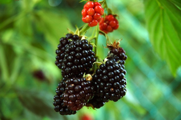 blackberry-