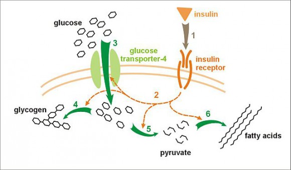 Effect of insulin on glucose uptake and metabolism. Insulin binds to its receptor (1) which in turn starts many protein activation cascades (2). These include: translocation of Glut-4 transporter to the plasma membrane and influx of glucose (3), glycogen synthesis (4), glycolysis (5) and fatty acid synthesis (6).