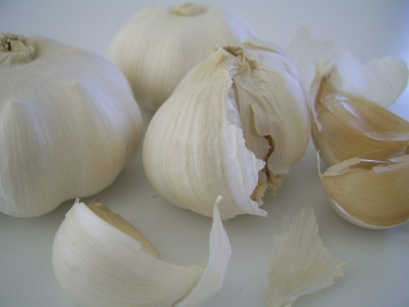 Garlic