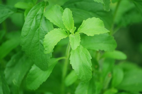 stevia-plant